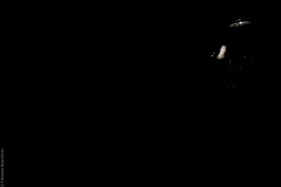 YAEL NAIM olympia paris&nbsp;musique