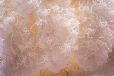 souslesmasquesdesgilleswww.christinerosedivito.com-120